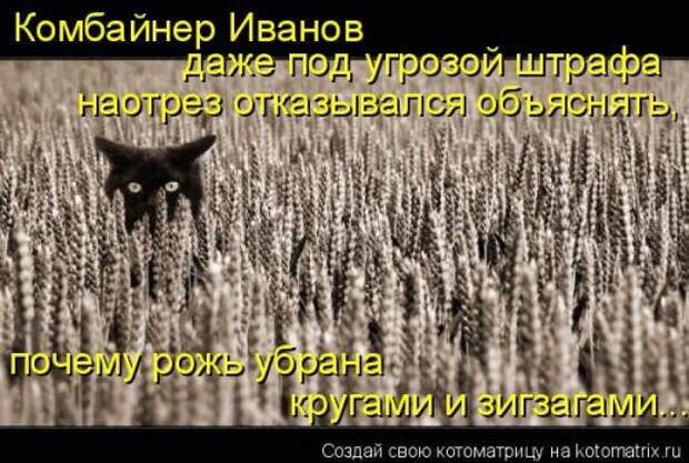 Свежая котоматрица (33 фото)
