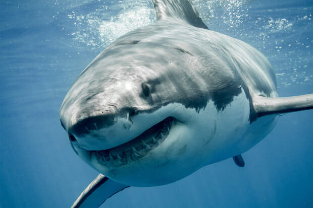 Мужчина попал в пасть акулы-людоеда во время охоты на лобстеров и выжил