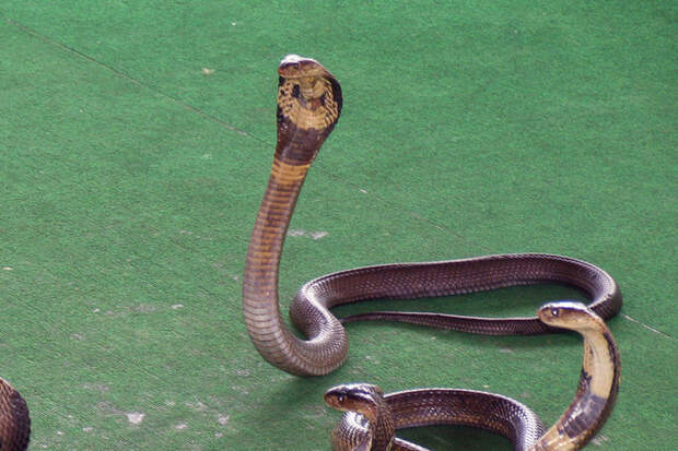 «Она не могла говорить»: популярная певица умерла в муках после укуса змеи