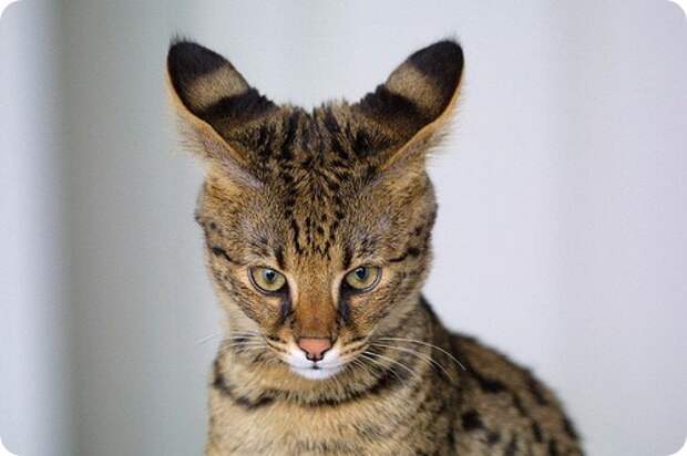 Кошка саванна