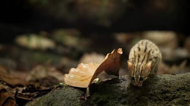 Самая маленькая кошка в мире (Prionailurus rubiginosus) рядом с листом Самая маленькая кошка в мире (Prionailurus rubiginosus) рядом с листом