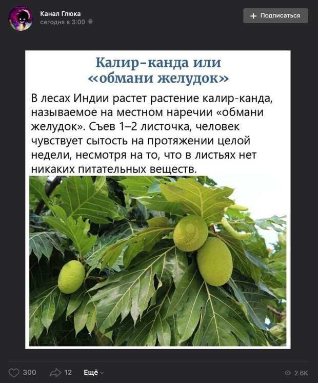 Сколько помню себя в интернете все время рассказывали про это чудесное растение, лишь слегка меняя его название и все верят. Но растения, внезапно, не существует, а на фото хлебное дерево Сколько помню себя в интернете все время рассказывали про это чудесное растение, лишь слегка меняя его название и все верят. Но растения, внезапно, не существует, а на фото хлебное дерево