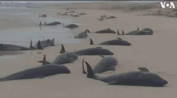 134 кита выбросились на берег в Кабо-Верде