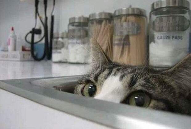 А вы любите кошек?
