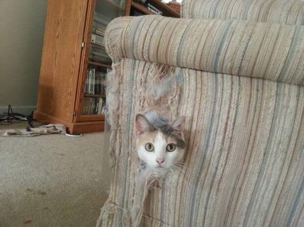 Животные, которых застали врасплох