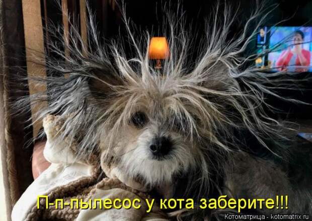 Лучшие котоматрицы недели Лучшие котоматрицы недели