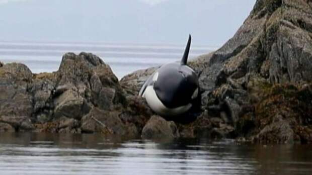 Картинки по запросу british columbia orcas
