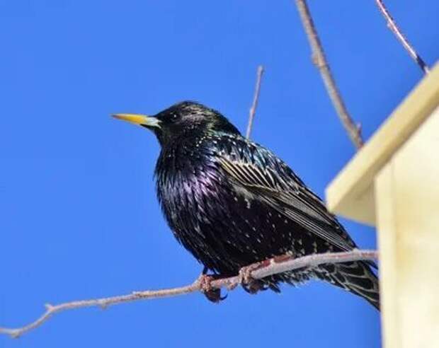 Скворцы картинки.