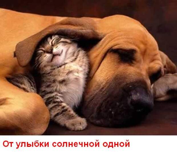Улыбнись (15 картинок)