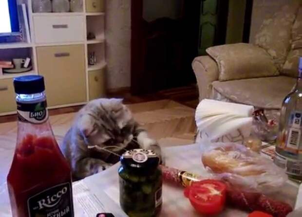 Коты Воришки Коты Воришки вор, воруют, кошки, подборка