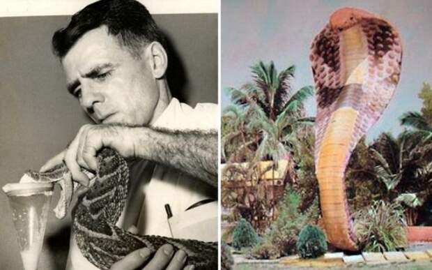 Судьба змеелова: как ученый-долгожитель пережил 172 укуса ядовитых змей