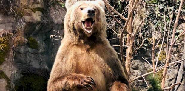 На Алтае медведь напугал грибников: подошел к машине и встал на задние лапы