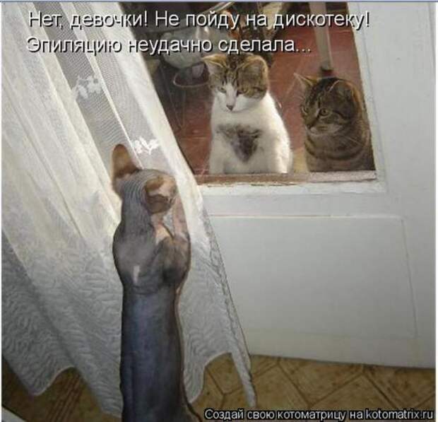 Котоматрицы(картинки с надписями)