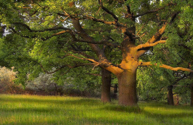 Свойства дерева  ДУБ. Целебная сила дерева. Как деревья нас лечат. Фото с сайта NewPix.ru