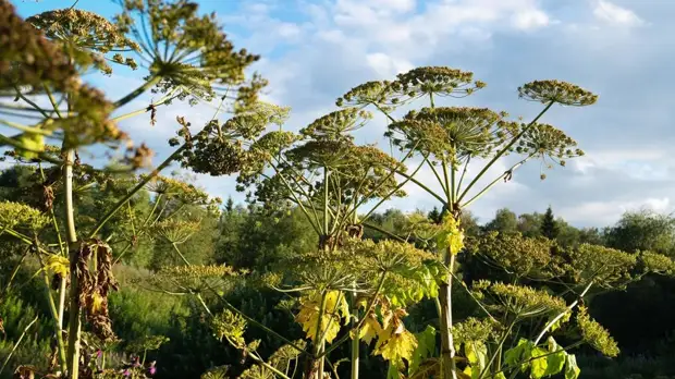 В Подмосковье сообщили о выполнении плана по борьбе с борщевиком в 2021 году