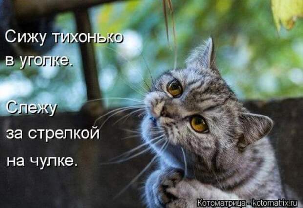 Котоматрицы (картинки с надписями)