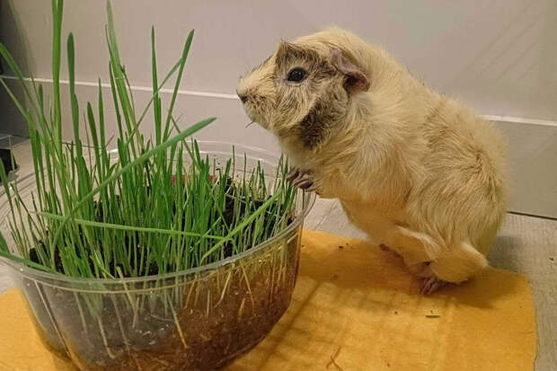 Сколтех: морскую свинку по кличке Хрюн в течение 156 дней поили тяжелой водой