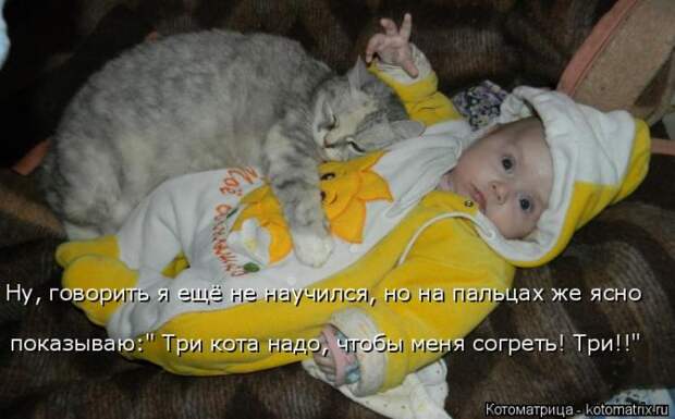 Лучшие котоматрицы недели Лучшие котоматрицы недели