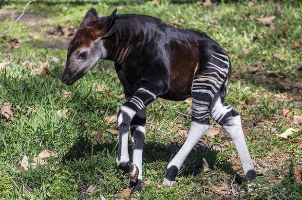 Interesting pictures with animals 14