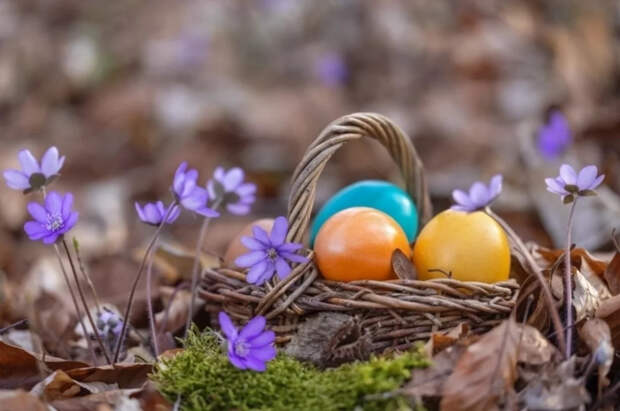 Ветврач Богданова категорически запретила давать питомцам крашеные яйца
