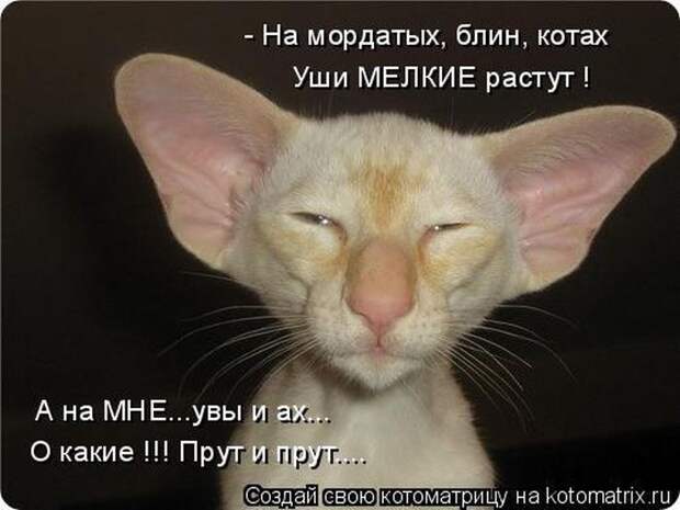 Лучшие котоматрицы недели (50 фото)