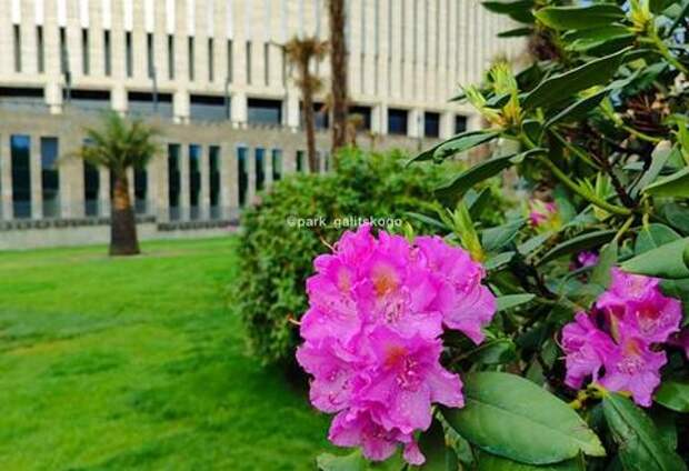 В парке Галицкого в Краснодаре распустились розовые Рододендроны