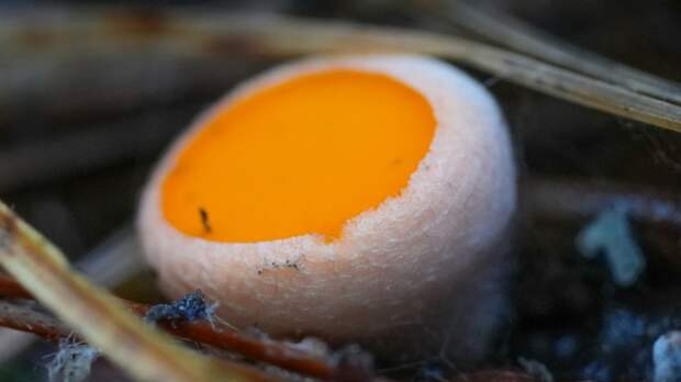 Первые грибы появились на берегу Телецкого озера. Фото