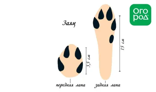 Следы животных и птиц на снегу – схемы с названиями