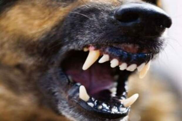 В Шымкенте озверевшая от голода собака грызла труп своего хозяина
