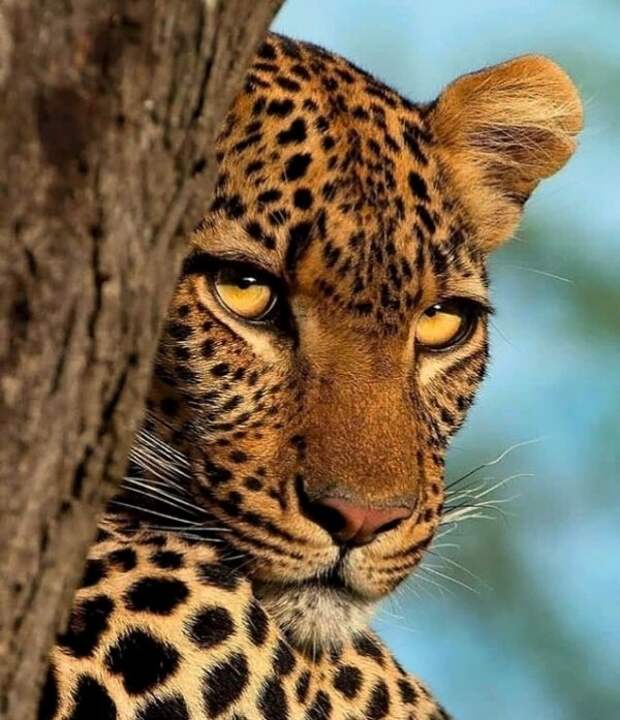 Дикие кошки