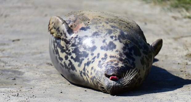 На побережье Литвы найдено большое количество мертвых тюленей