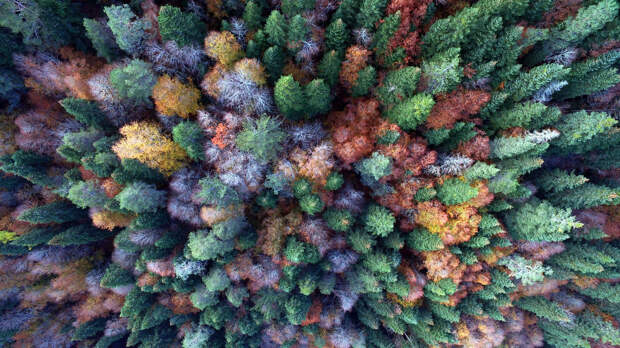 Безумно красивые картинки леса