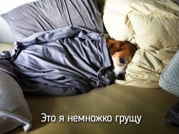 Не отличить даже при ближайшем рассмотрении — 20 животных, которые ведут себя совсем как я! Не отличить даже при ближайшем рассмотрении — 20 животных, которые ведут себя совсем как я!