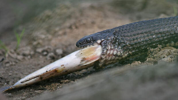 Змеи-рыболовы: как охотится водяной уж 