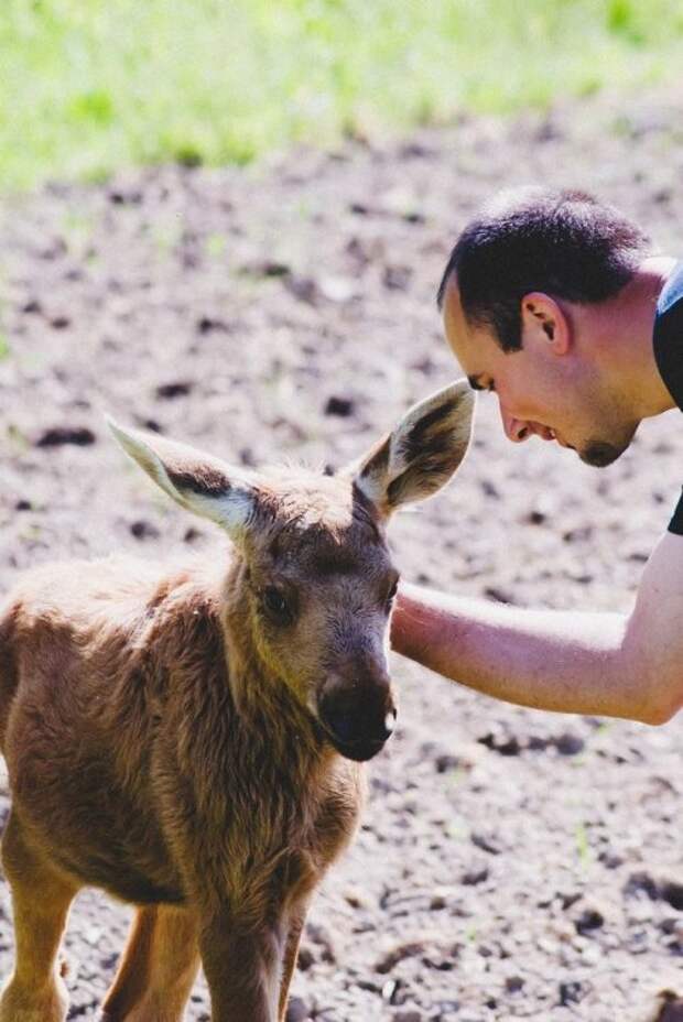 Удивительная дружба между лосихой и её спасителем (12 фото) Удивительная дружба между лосихой и её спасителем (12 фото)