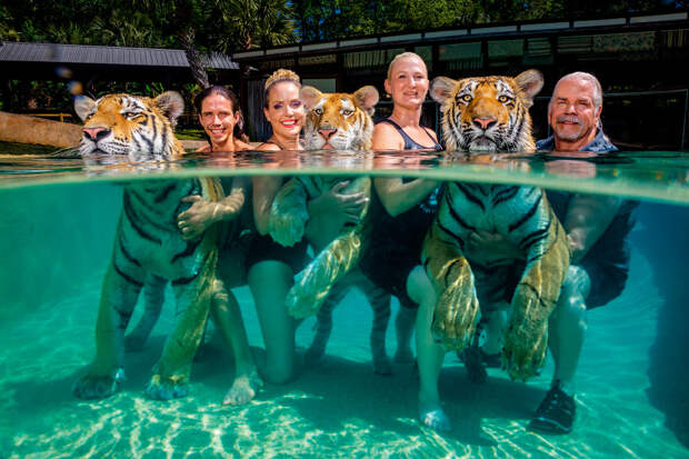 С тигрятами в бассейне
