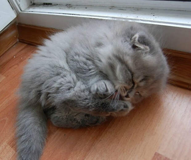 самые пушистые кошки в мире