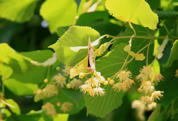 Липа мелколистная, сердцевидная (Tilia cordata)