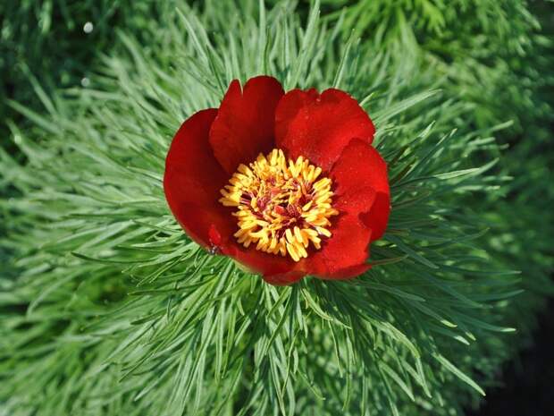 Paeonia tenuifolia