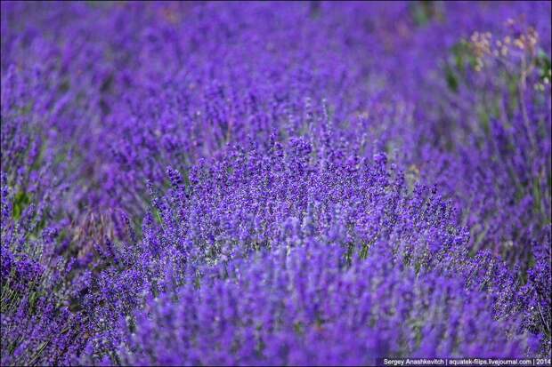 Lavenderfields09 Крымский Прованс. Лавандовые поля в Крыму
