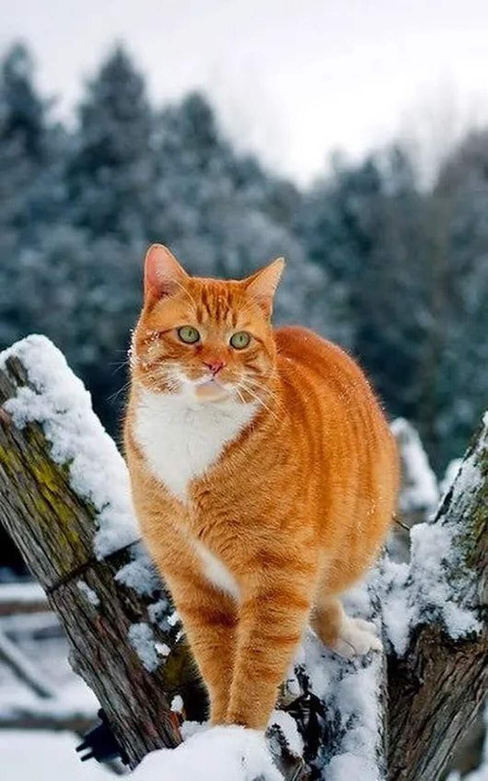 Рыжий кот зима