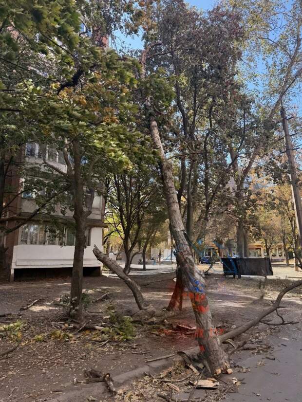 Упало дерево, висит на проводе за домом на Терешковой, 1