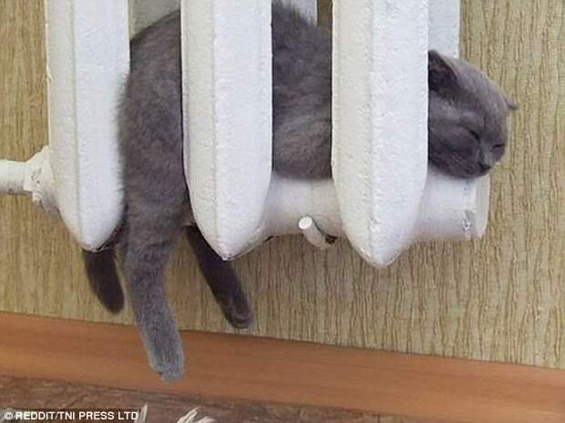 Умная кошка мерзнуть не будет!