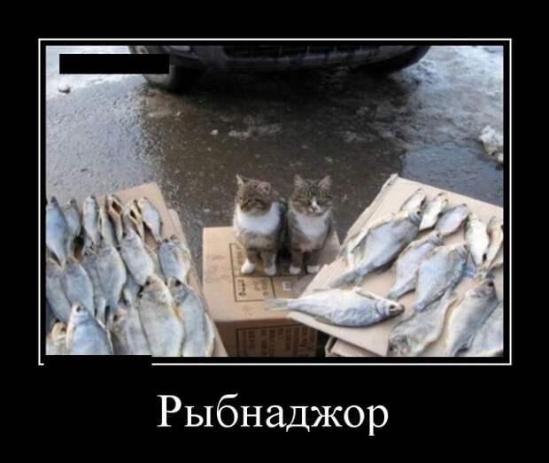 Демотиваторы (20 фото)