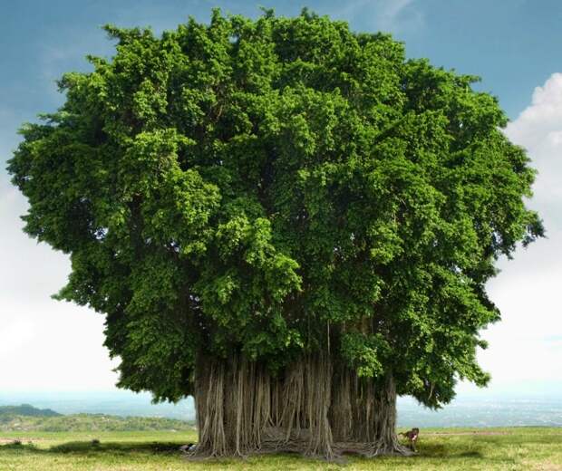 1299 Баньян   национальное дерево Индии