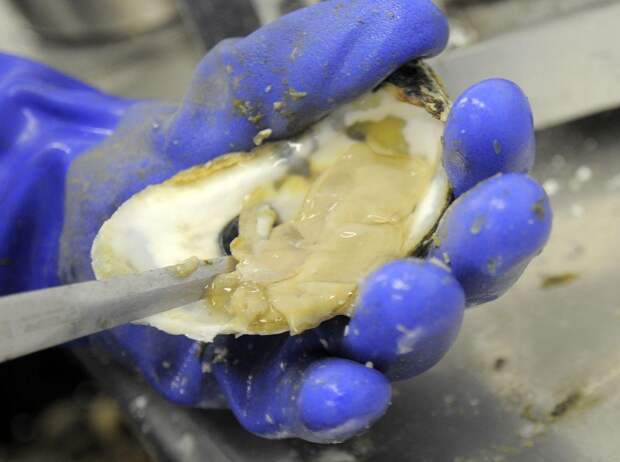 Выращивание устриц в США