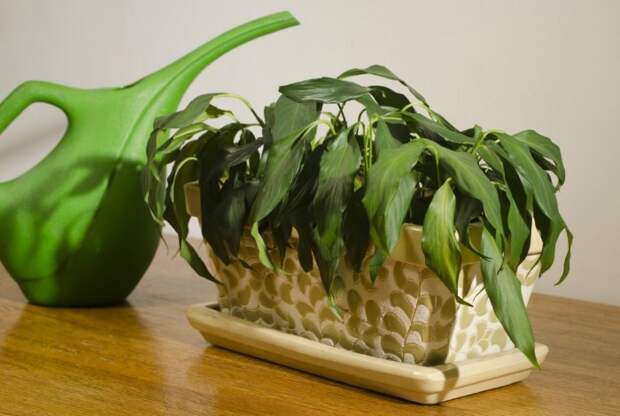 Увядающий и засыхающий внешний вид - признак недостатка кальция / Фото: pics.botanichka.ru
