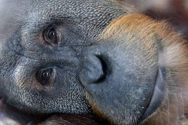 Interesting pictures with animals 13
