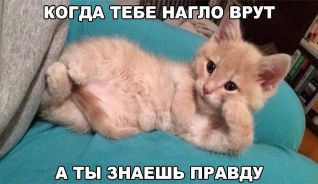 Смешные фото приколы и мемы с котами и кошками Смешные фото приколы и мемы с котами и кошками животные, коты, прикол, юмор