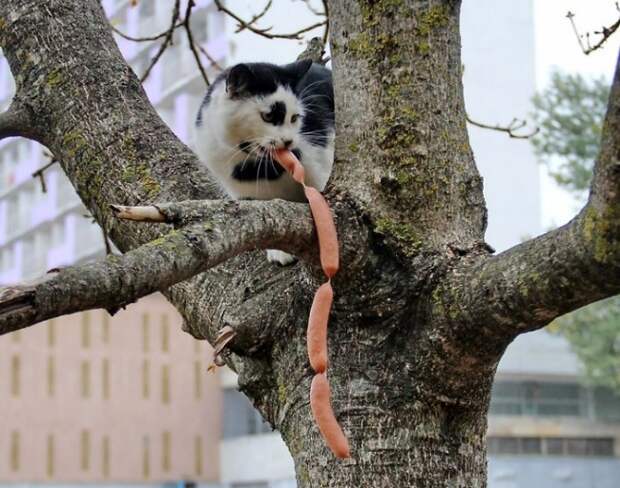 Пойман с поличным: коты, которые пытались что-то украсть, и попались